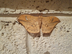 Copaxa multifenestrata