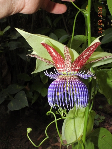 Passiflora maliformis observed 2026-09-24