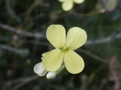 Biscutella auriculata