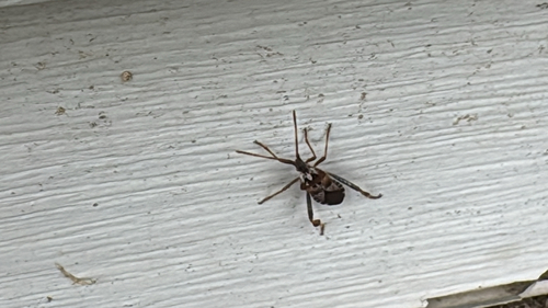 Western Conifer Seed Bug