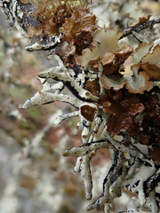 Hypogymnia occidentalis