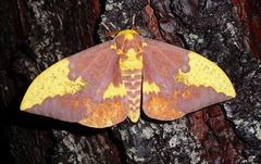Eacles imperialis