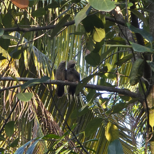 Yellow-billed Babbler