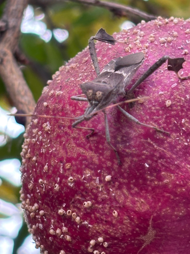Leptoglossus zonatus