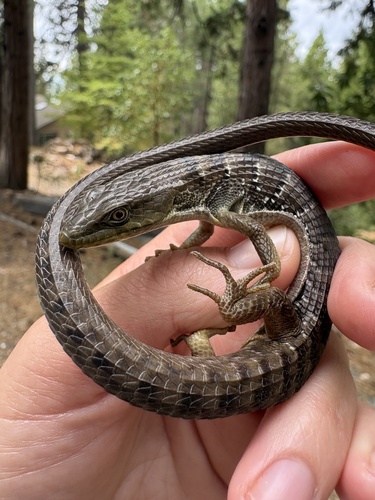 Southern Alligator Lizard