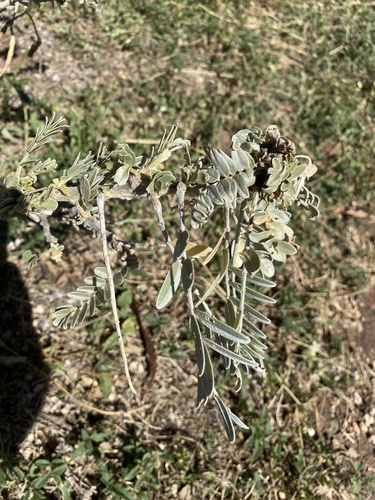 Sesbania tomentosa observed 2026-09-27