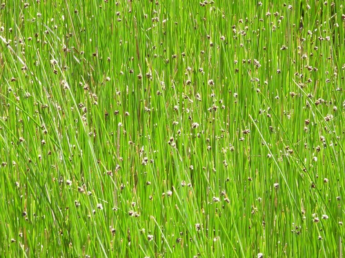 Schoenoplectus americanus observed 2026-09-26