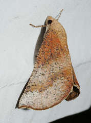 Mnesampela comarcha