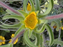 Asteriscus aquaticus