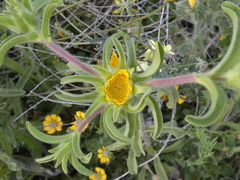 Asteriscus aquaticus