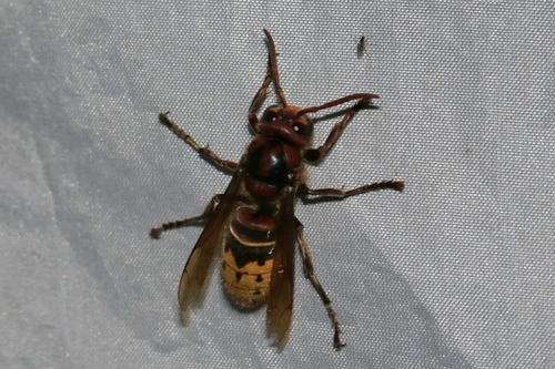 European Hornet