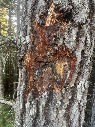 Black Bear sighting near Squamish-Lillooet