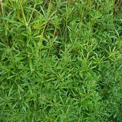 Galium aparine