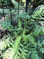 Corydalis cheilanthifolia