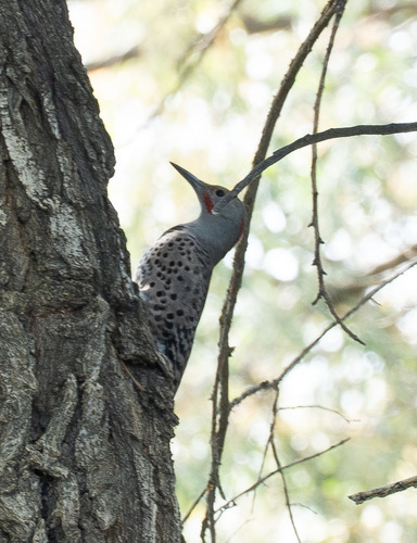 Northern Flicker