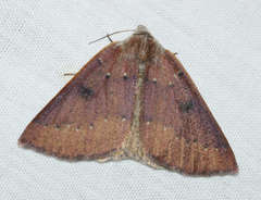 Androchela milvaria