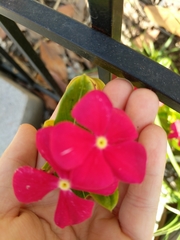 Magnoliopsida