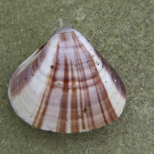 Tivela mactroides observed 2026-09-24