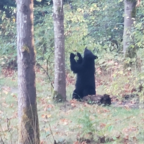 Black Bear sighting near EB Dollarton Hwy @ 2600 Block