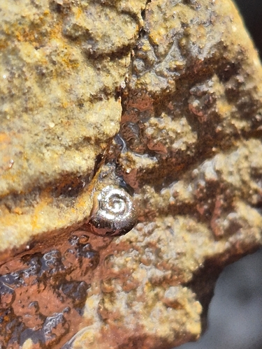 Gyraulus parvus observed 2026-09-27