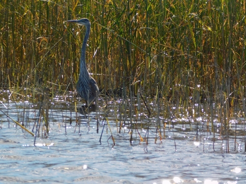 Great Blue Heron