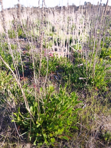 Lawrencia spicata observed 2026-09-25