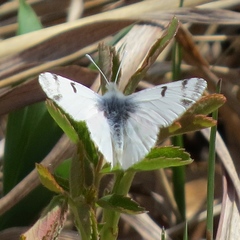 Euchloe olympia