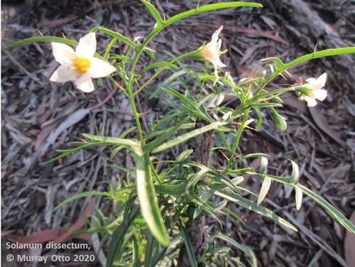 Solanum dissectum