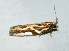 Technitis cataractis