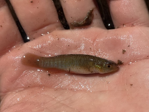 Banded Topminnow