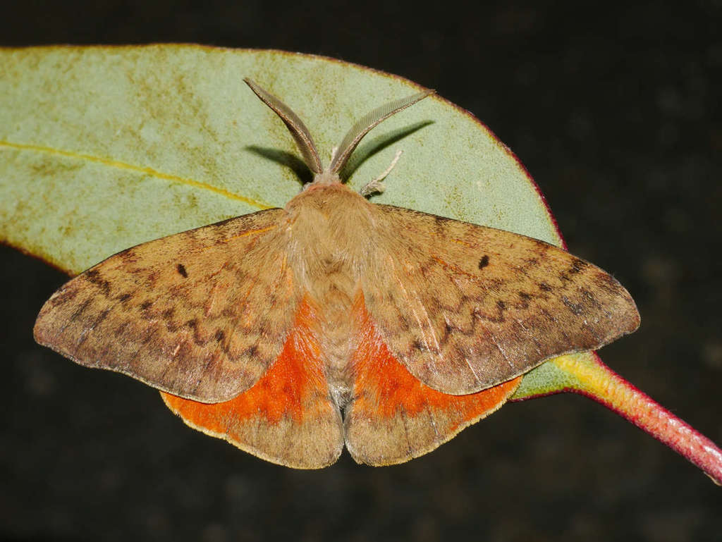 Rose Anthelid
