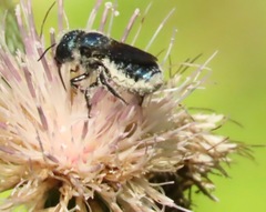 Osmia chalybea