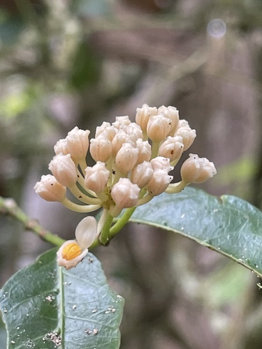 Gynochthodes jasminoides observed 2026-09-28