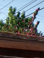 Magnoliopsida