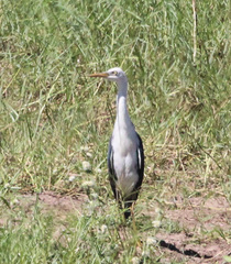 Egretta picata