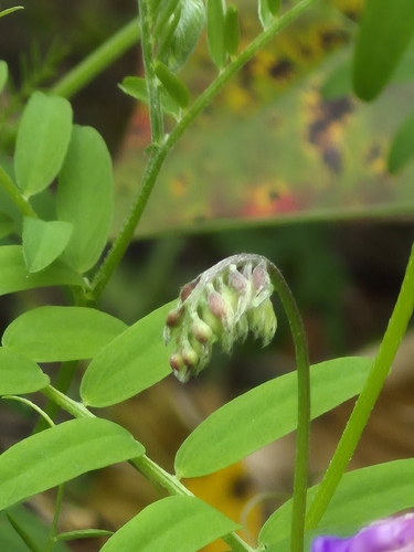 Vicia americana observed 2026-09-27