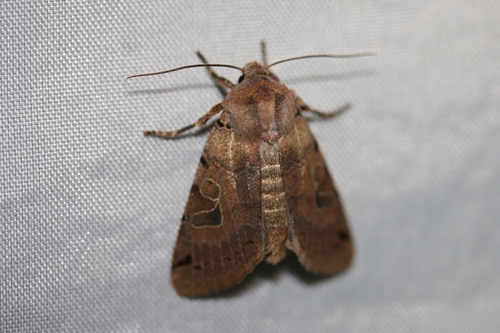 Brown-spot Pinion