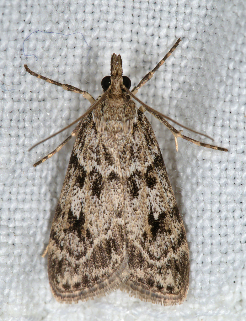 Common Grey