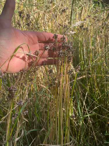 Allium canadense, 2026-09-27
