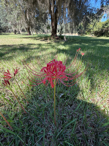 red spider lily