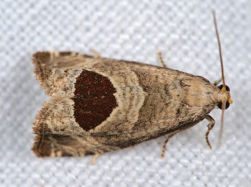 Bramble Shoot Moth