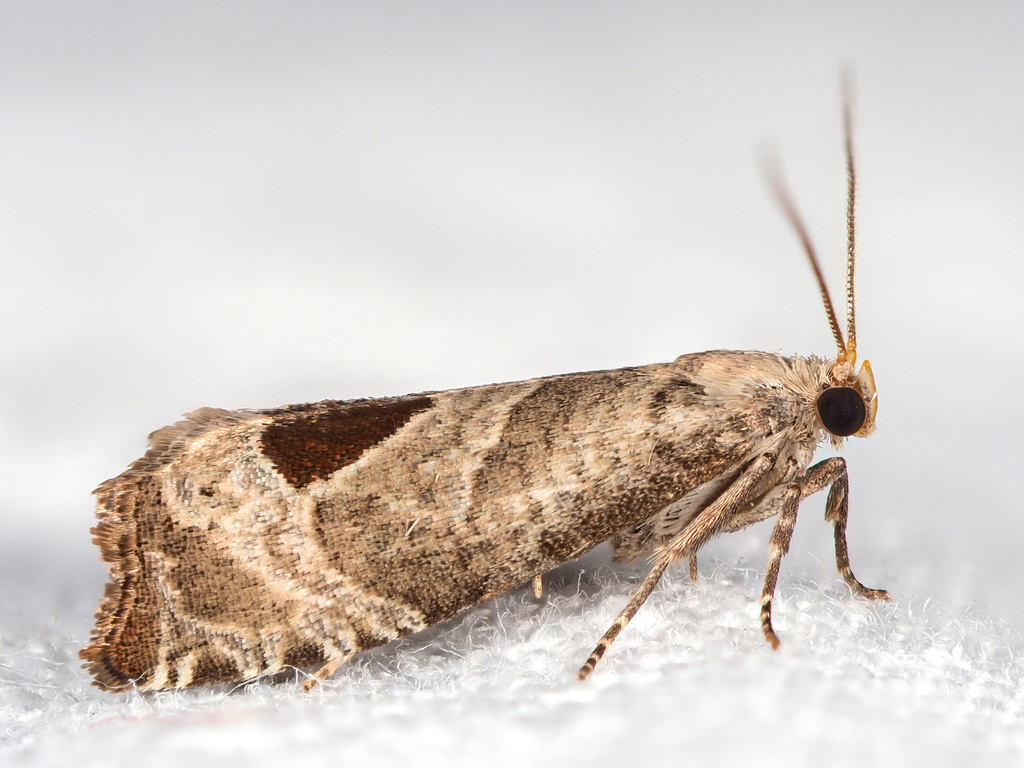 Bramble Shoot Moth, photo 1 of 10