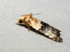 Authomaema pentacosma