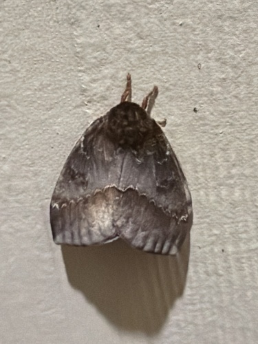 Io Moth