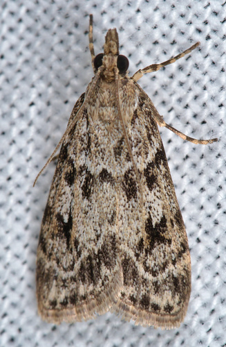 European Common Grey