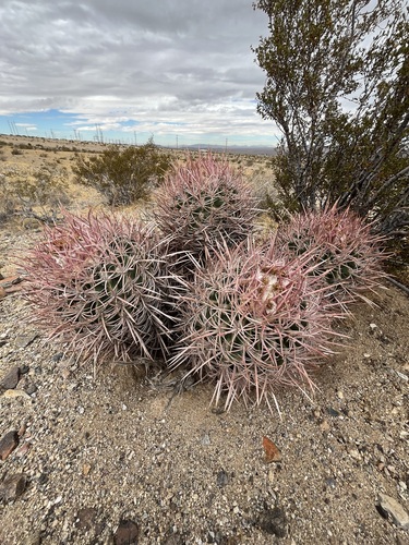 Cottontop cactus