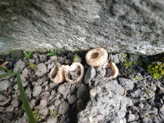 Tarzetta cupularis
