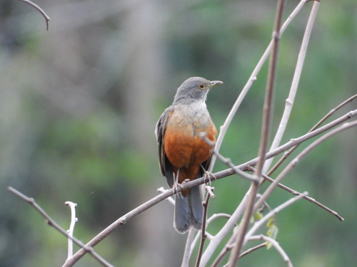 Rufous-bellied Thrush