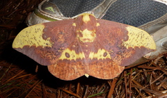 Eacles imperialis