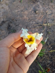 Mandevilla longiflora